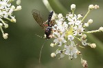 5dt42687 - Dyspetes luteomarginatus
