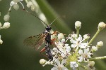 5dt42693 - Dyspetes luteomarginatus