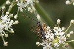 5dt42708 - Dyspetes luteomarginatus