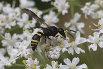 5dt42744 - Symmorphus sp.