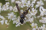 5dt42755 - Symmorphus sp.