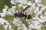 5dt42778 - Symmorphus sp.