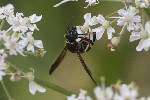 5dt42787 - Symmorphus sp.