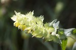5dt42797 - Rhinanthus alectorolophus