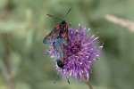 5dt42815 - Zygaena lonicerae