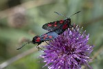 5dt42818 - Zygaena lonicerae