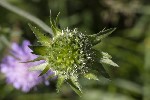 5dt42822 - Knautia arvensis