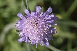 5dt42827 - Knautia arvensis