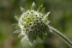 5dt42828 - Knautia arvensis