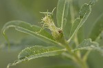 5dt42898 - Mompha sturnipennella
