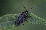5dt42928 - Aplocnemus sp.