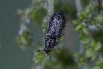 5dt42956 - Aplocnemus sp.