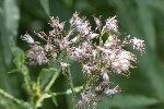 5dt42973 - Adenostyles alliariae