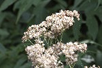 5dt42977 - Adenostyles alliariae