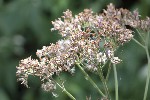 5dt42980 - Adenostyles alliariae