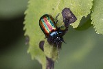 5dt42984 - Chrysolina fastuosa