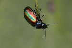 5dt42995 - Chrysolina fastuosa