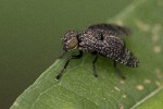 5dt43030 - Platystoma seminationis