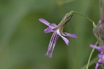 5dt43058 - Prenanthes purpurea
