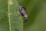 5dt43073 - Liophloeus tessulatus