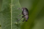 5dt43079 - Liophloeus tessulatus