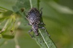 5dt43084 - Liophloeus tessulatus