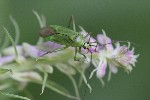 5dt43148 - Calocoris alpestris