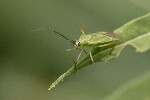 5dt43164 - Calocoris alpestris