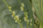 5dt43198 - Chromatomyia gentianae