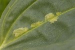 5dt43202 - Chromatomyia gentianae