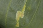 5dt43204 - Chromatomyia gentianae