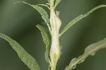 5dt43214 - Mompha sturnipennella
