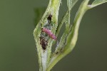 5dt43229 - Mompha sturnipennella