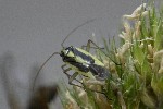 5dt43235 - Stenotus binotatus