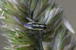 5dt43245 - Stenotus binotatus
