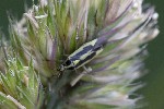 5dt43264 - Stenotus binotatus