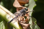 5dt43276 - Neoitamus cyanurus