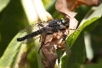 5dt43285 - Neoitamus cyanurus