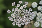 5dt43318 - Angelica syvestris