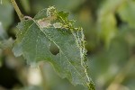 5dt43388 - Agromyza alnibetulae