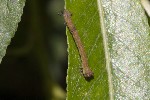 5dt43404 - Biston betularia