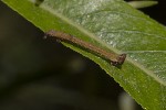 5dt43410 - Biston betularia