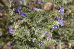 5dt43450 - Echium vulgare