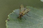 5dt43478 - Rhagio lineola
