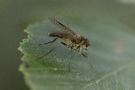 5dt43496 - Rhagio lineola