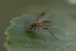 5dt43516 - Rhagio lineola