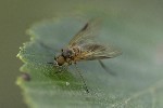 5dt43525 - Rhagio lineola