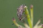 5dt43551 - Corizus hyoscyami hyoscyami