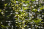 5dt43567 - Filipendula ulmaria