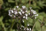 5dt43578 - Valeriana officinalis
